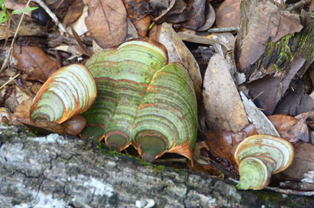 Turkey tail mushroom